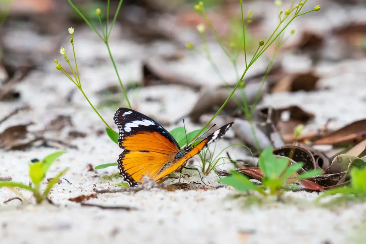 Entomology