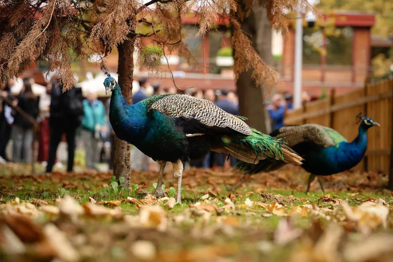 Fauna